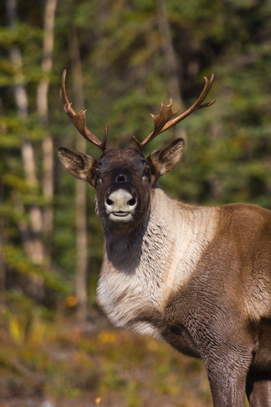 Caribou